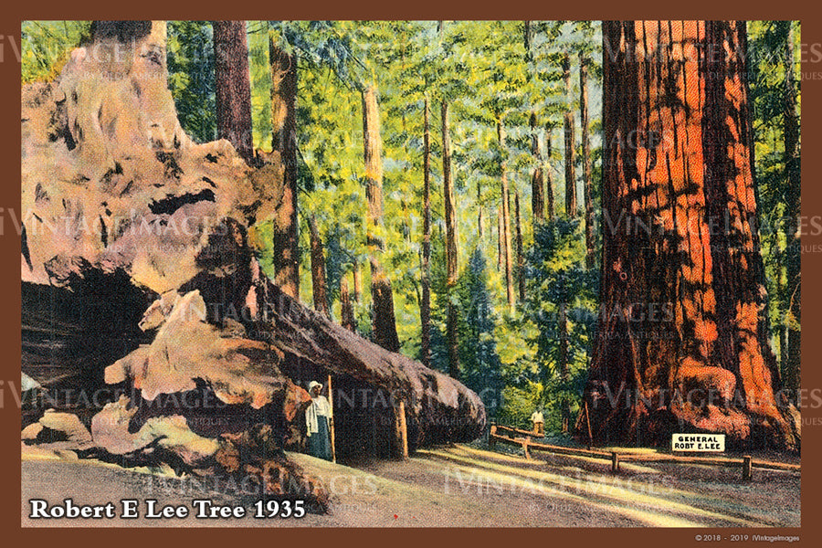 Sequoia Postcard 1935 - 24