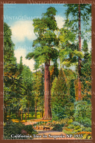 Sequoia Postcard 1935 - 25