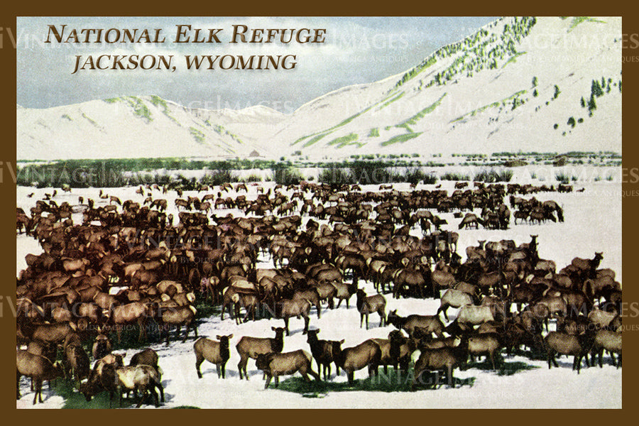 Elk Refuge Postcard 1925 - 18