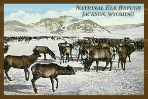 Elk Refuge Postcard 1925 - 20
