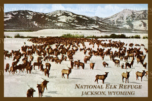 Elk Refuge Postcard 1925 - 21
