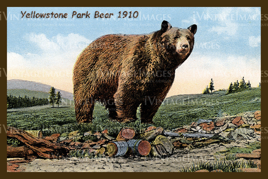 Yellowstone Postcard 1910 - 25