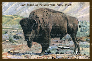 Yellowstone Postcard 1925 - 26