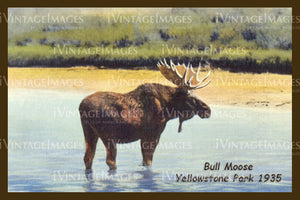 Yellowstone Postcard 1935 - 27