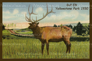 Yellowstone Postcard 1930 - 28