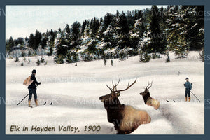 Yellowstone Postcard 1900 - 61