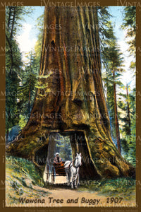 Yosemite Postcard 1907 - 8