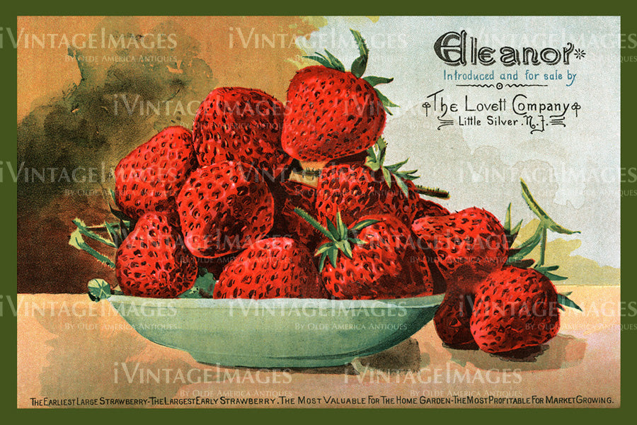 1915 Strawberries -027
