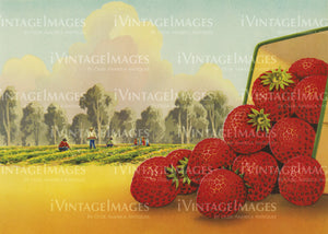 1925 Strawberries -032