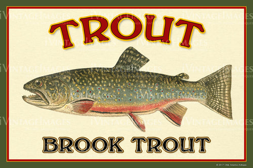 Brook Trout - 1