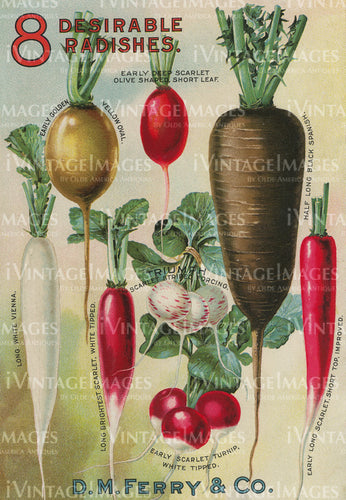 1901 Vegetable Catalog Print - 037