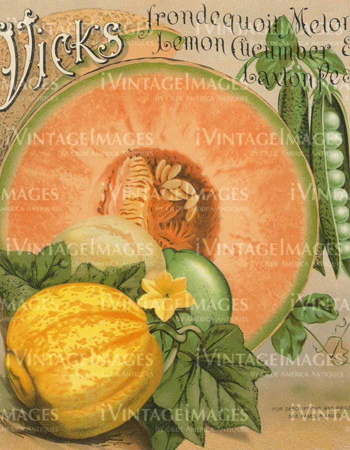 1901 Vegetable Catalog Print - 038