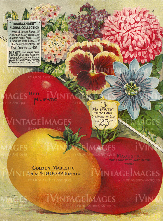 1910 Vegetable Catalog Print - 039