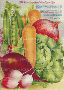 1914 Vegetable Catalog Print - 040