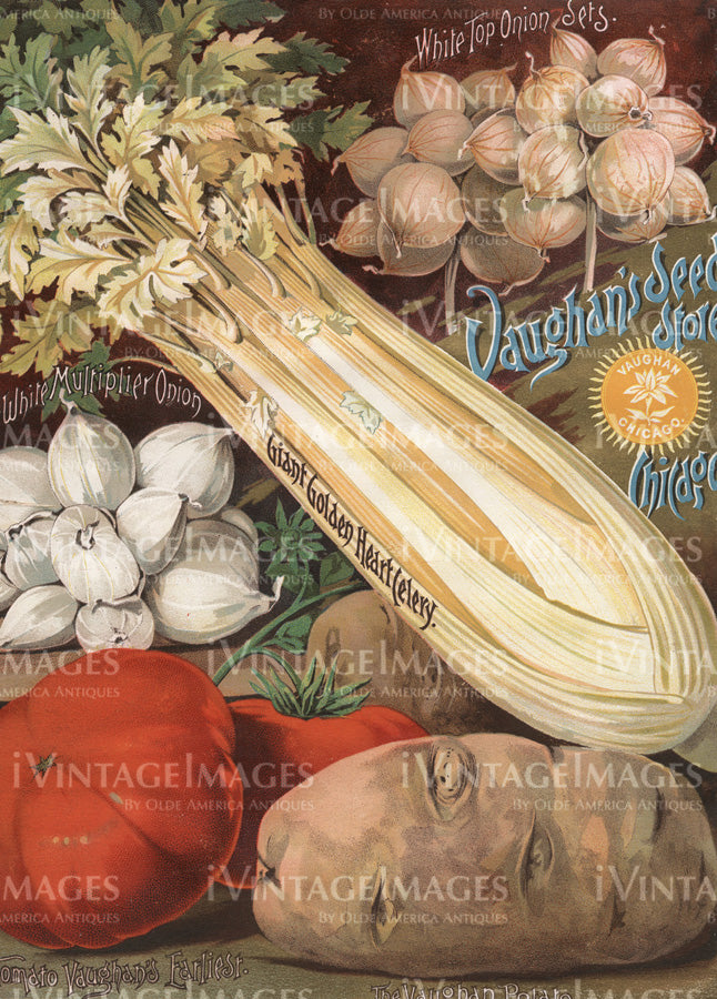 1895 Vegetable Catalog Cover - 046