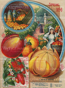 1898 Vegetable Catalog Print - 007