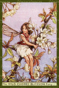 Cicely Barker 1923 - 023 - Wild Cherry Blossom Fairy